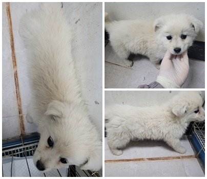 논산시 동물보호센터_444454202500486